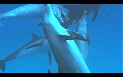 Bully Bottlenose Dolphins | Wild Caribbean | BBC Earth