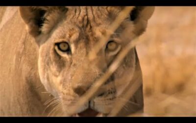 Best Wild Animal Chases Part 2 | Top 5 | BBC Earth