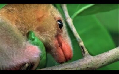 Exotic Castaways Of Trinidad | Wild Caribbean |BBC Earth