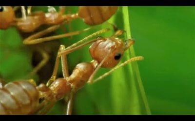 5 Reasons Ants Are Amazing | BBC Earth