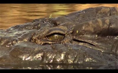 Top 5 Killer Crocodile Moments | BBC Earth