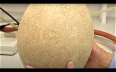 Best Of Attenborough And The Giant Egg | BBC Earth