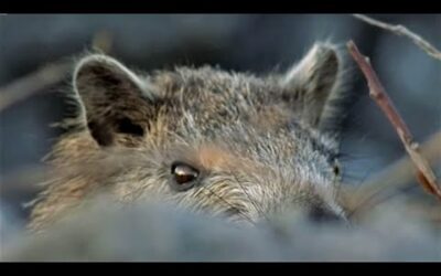 Cuba’s Animal Underworld | Wild Caribbean | BBC Earth