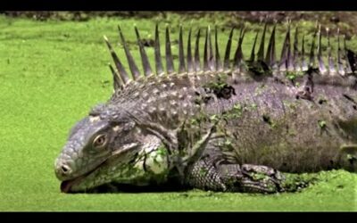 Animals Of The ABC Islands | Wild Caribbean | BBC Earth