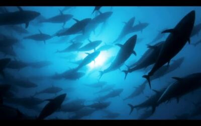 Tracking Bluefin Tuna | A Perfect Planet | BBC Earth