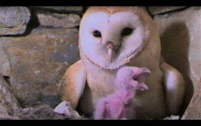 Feeding A Hungry Barn Owl Chick | Five Owl Farm | BBC Earth