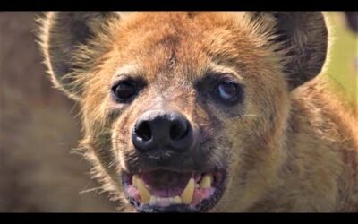 Hair-Raising Hyena Moments | BBC Earth