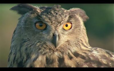 Eagle Owl Invasion | Five Owl Farm | BBC Earth