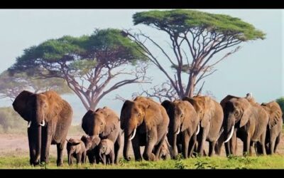 Do Animals Feel Empathy? | Animal Einsteins | BBC Earth