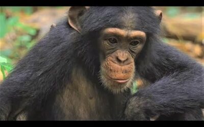 Best Chimpanzee Moments | Top 5 | BBC Earth