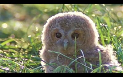 Tawny Owl Chick’s First Leap | Five Owl Farm | BBC Earth