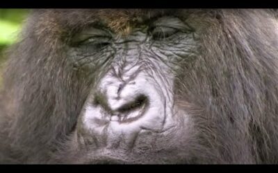 Best Gorilla Moments | Top 5 | BBC Earth