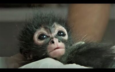 Rescuing A Baby Spider Monkey | Jungle Animal Hospital |  BBC Earth