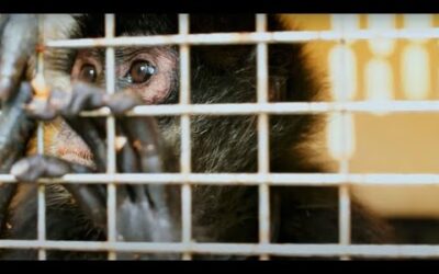 Rescued Spider Monkey Troop Released Into The Wild | Jungle Animal Hospital | BBC Earth