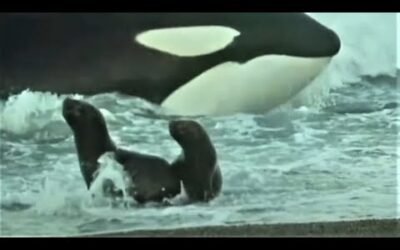 Deadly Killer Whale Moments | Top 5 | BBC Earth