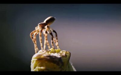 Flying Spiders! | Animal Einsteins | BBC Earth
