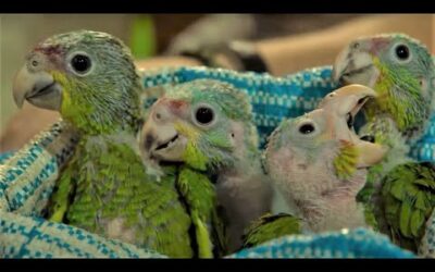 Baby Parrots Rescued From Smugglers | Jungle Animal Hospital | BBC Earth