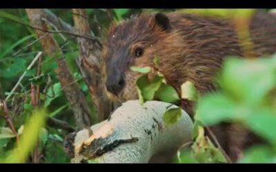 Beavers: Dam Good Engineers | Animal Einsteins | BBC Earth