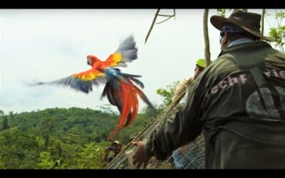 Macaws Released Into The Wild | Jungle Animal Hospital | BBC Earth