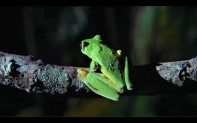 Best Of Frogs | Top 5 | BBC Earth