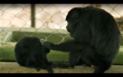 Botfly Larvae Removed From Monkey’s Neck | Jungle Animal Hospital | BBC Earth