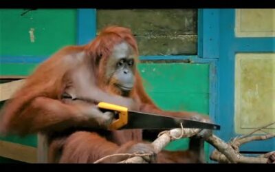 Incredible Orangutan Moments | Part 1 | BBC Earth
