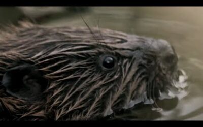 Wild Beavers Return After 400 Years | Wild Rescue | BBC Earth