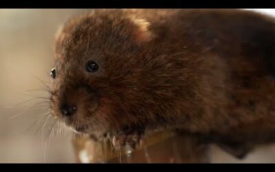 Saving Water Voles From Extinction | Wild Rescue | BBC Earth