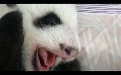 Adorable Baby Animal Moments (Part 3) | Top 5 | BBC Earth