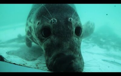 Rescuing Adorable Grey Seals | Wild Rescue | BBC Earth
