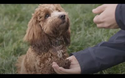 Are Humans Smarter Than Animals? | Animal Einsteins | BBC Earth