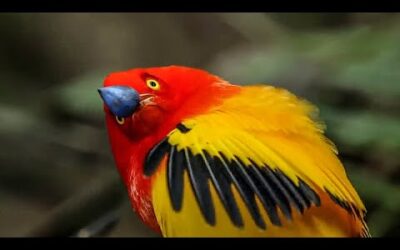 Unbelievable Bird Behaviours | BBC Earth