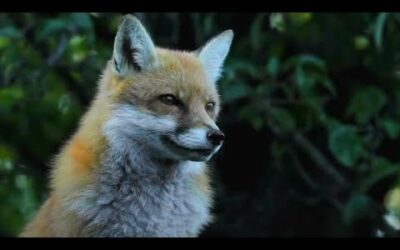 Baby Orphan Fox Rescue | Wild Rescue | BBC Earth