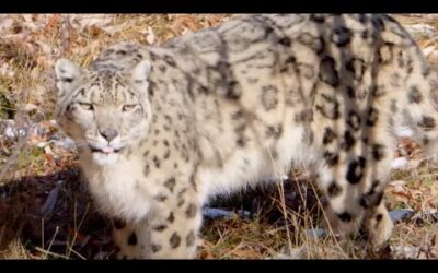Snow Leopards: Ghosts in the Snow (Full Episode) | Part 3 | BBC Earth