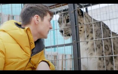 Snow Leopards: Ghosts in the Snow (Full Episode) | Part 2 | BBC Earth