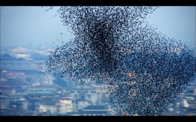 One Million Starlings Swarm (7 Tonnes of Bird Poo) | Superswarm | BBC Earth