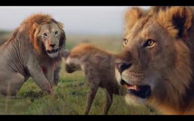 ONE HOUR of Amazing Animal Moments | BBC Earth