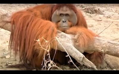 Incredible Orangutan Moments | Part 2 | BBC Earth