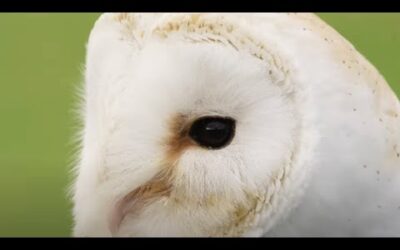 Saving an Iconic Bird of Prey | Wild Rescue | BBC Earth