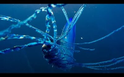 Hypnotic Man O’ War | Relax With Nature | BBC Earth