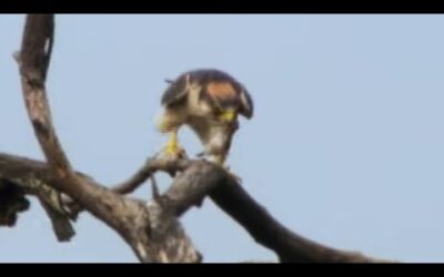 Quelea Mega-Flock Hunted by Falcon | Superswarm | BBC Earth