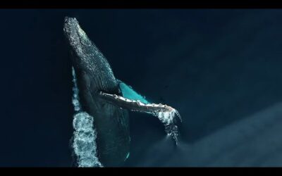 Breathing With Whales | Relax With Nature | BBC Earth