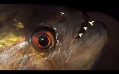 Vicious Piranha Moments | BBC Earth