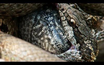 Iguana vs Snakes (Full Clip) | Planet Earth II | BBC Earth