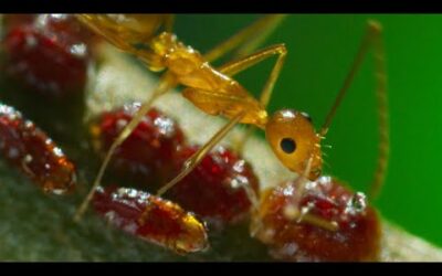 Yellow Crazy Ants Kill Red Crab | Planet Earth II | BBC Earth