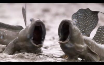 Aquatic Animals Take To Land | BBC Earth