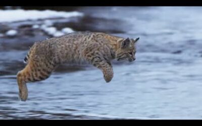 Bobcat Hunting in Winter | Planet Earth II | BBC Earth