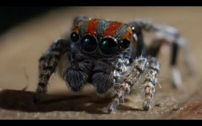 Best Spider Moments | Top 5 | BBC Earth