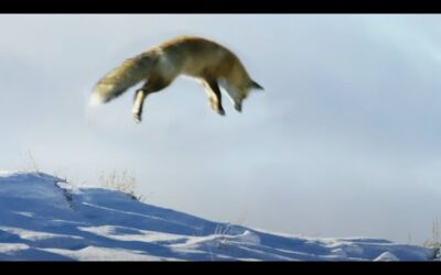 Fox Dives Head First in to Snow | Planet Earth II | BBC Earth