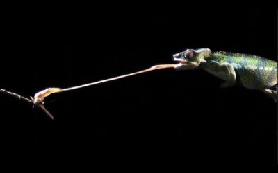 Slow motion chameleon tongue attack! 👅